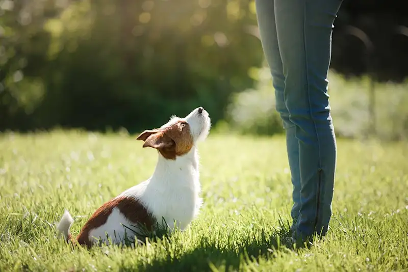 Best Online Dog Training That Works