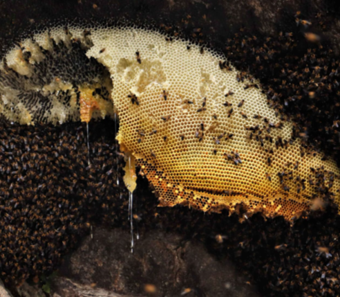 5 Health Benefits of Hive Honey That Processed Honey Can’t Match